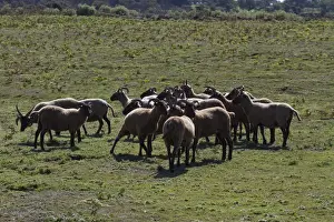 Loaghtan Prints: Manx Loaghtan breed of sheep reintroduced to Jersey#s northern coast