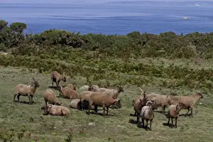 Manx Loaghtan breed of sheep reintroduced to Jersey#s northern coast