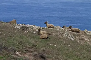 Manx Loaghtan breed of sheep reintroduced to Jersey#s northern coast
