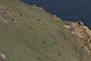 Manx Loaghtan breed of sheep reintroduced to Jersey#s northern coast