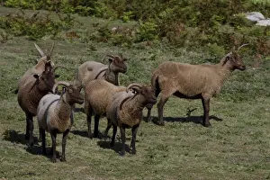 Manx Loaghtan breed of sheep reintroduced to Jersey#s northern coast