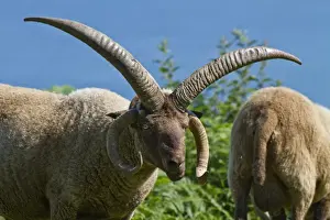 Horn Prints: Manx Loaghtan ram, a breed of sheep reintroduced to Jersey#s northern coast
