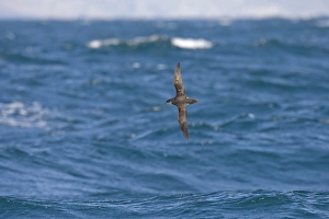 Shearwater Prints: Manx Shearwater (Puffinus puffinus) adult, in flight over sea, Grassholm, Wales, august