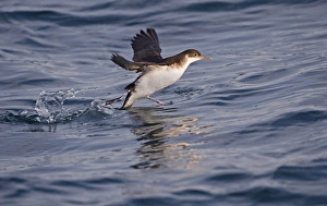 Manx Shearwater (Puffinus puffinus) adult, taking off from sea, St. Bride's Bay, off Skomer Island, Pembrokeshire, Wales, july