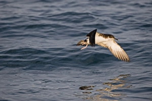Manx Shearwater (Puffinus puffinus) adult, in flight over sea, St. Bride's Bay, off Skomer Island, Pembrokeshire, Wales, july