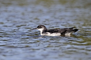Manx Shearwater (Puffinus puffinus) adult, swimming on canal, Hatton, Warwickshire, England, september