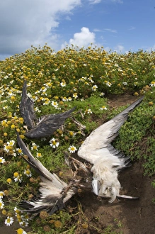 Seagull Prints: Manx Shearwater (Puffinus puffinus) dead young
