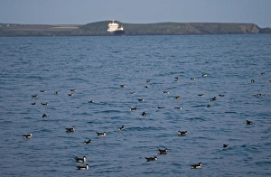 Manx Shearwater (Puffinus puffinus) flock, gathering on sea at dusk, St. Bride's Bay, off Skomer Island, Pembrokeshire, Wales, july