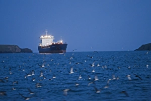Manx Shearwater (Puffinus puffinus) flock, in flight, gathering on sea with ship at dusk, St. Bride's Bay, off Skomer Island, Pembrokeshire, Wales, july