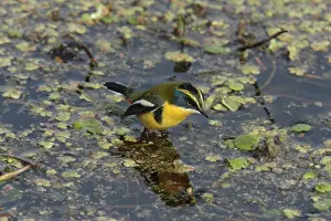 Tyrant Flycatcher Prints: Many-coloured Rush-tyrant (Tachuris rubrigastra) adult