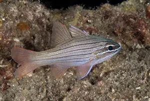 Cardinalfishes Prints: Many-lined Cardinalfish (Ostorhinchus multilineatus) adult