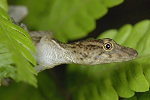 Costa Rican Prints: Many-scaled Anole (Norops polylepis) adult