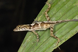 Many-scaled Anole (Norops polylepis) adult, resting on palm frond in primary rainforest, Corcovado N. P