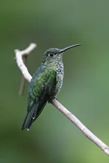 Equatorial Prints: Many-spotted Hummingbird (Taphrospilus hypostictus) adult