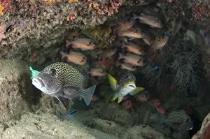 Many-spotted Sweetlips (Plectorhinchus chaetodonoides), Diagonal-banded Sweetlips (Plectorhinchus lineatus) and Shadowfin Soldierfish (Myripristis adusta) mixed shoal, sheltering amongst coral on reef, Sipadan Island, Sabah, Borneo, Malaysia