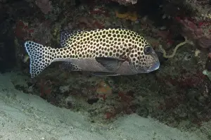 Sipadan Prints: Many-spotted Sweetlips (Plectorhinchus chaetodonoides) adult
