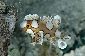 Many-spotted Sweetlips (Plectorhinchus chaetodonoides) juvenile, swimming, Reta Island, Alor Archipelago
