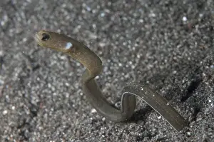 Many-toothed Garden Eel (Heteroconger perissodon) adult, emerging from hole, Lembeh Straits, Sulawesi, Sunda Islands