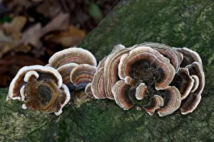 Polypore Prints: Many-zoned Polypore (Coriolus versicolor) fruiting bodies
