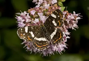 Nectar Prints: Map Butterfly (Araschnia levana) second generation (forma prorsa) adult