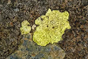 Lichen Prints: Map Lichen (Rhizocarpon geographicum) growing on rocks, England, april
