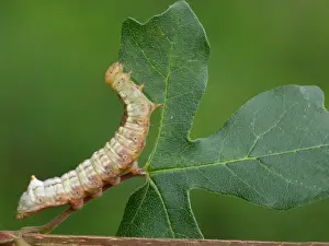 Foodplants Prints: Maple Prominent (Ptilodontella cucullina) caterpillar