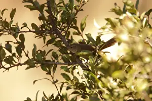 Furnariids Prints: Maquis Canastero (Asthenes heterura) adult (only one other known photograph)