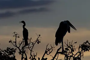 Botswana Prints: Marabou Stork with African Darter at sunset in the Okavango Delta Botswana