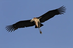 Mmarabou Prints: Marabou Stork in flight. Okavango Delta Botswana