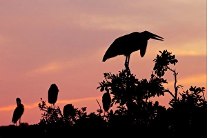 Stork Prints: Marabou Stork (Leptoptilos crumeniferus) adult