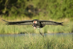 Marabou Stork (Leptoptilos crumeniferus) adult, in flight, landing in wetland, Okavango Delta, Botswana