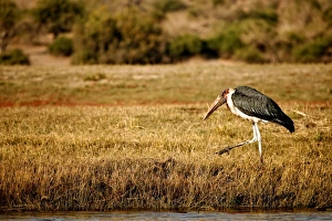 Marabou Stork (Leptoptilos crumeniferus) adult, walking at edge of water, Chobe N. P. Botswana, July