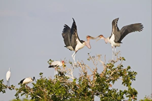 Egrets Prints: Marabou Stork (Leptoptilos crumeniferus) adults