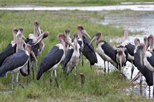 Marabou Stork (Leptoptilos crumeniferus) adults, flock surrounding Mozambique Spitting Cobra (Naja mossambica), Savute, Chobe N. P. Botswana