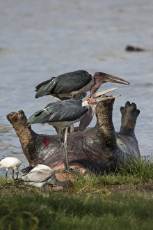 Marabou Stork (Leptoptilos crumeniferus) two adults, feeding on dead Hippopotamus (Hippopotamus amphibius)