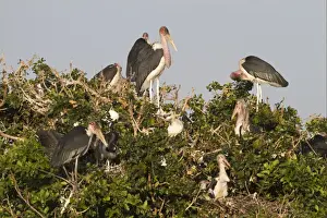 Stork Prints: Marabou Stork (Leptoptilos crumeniferus) adults with chicks at nest