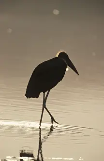 Marabou Stork (Leptoptilos crumeniferus) In evenig light - Lake Nukuru, Kenya