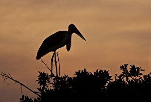 Botswana Prints: Marabou Stork at sun set in the Okavango Delta Botswana