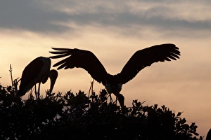 Mmarabou Prints: The Marabou Storks at sun set in the Okavango Delta Botswana