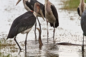 Marabou Storks surround a Mozambique Spitting Cobra