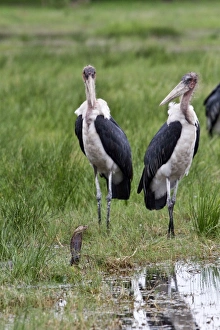 Marabou Storks surround a Mozambique Spitting Cobra