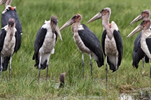 Marabou Storks surround a Mozambique Spitting Cobra