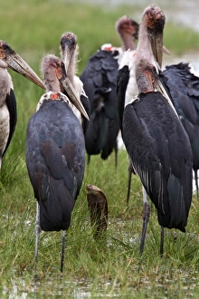 Marabou Storks surround a Mozambique Spitting Cobra