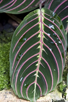 Prayer Prints: Maranta leuconeura erythroneura or Prayer plant
