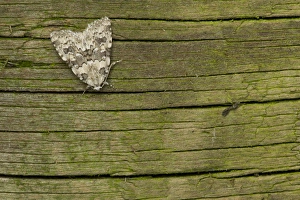 Noctuids Prints: Marbled Beauty (Cryphia domestica) adult, Sheffield, South Yorkshire, England, August