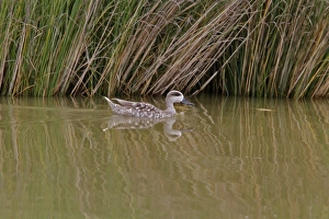 Donana Prints: Marbled Duck swimming, Coto Donana, Spain