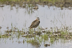 Marbled Godwit (Limosa fedoa) adult, breeding plumage, standing on one leg, in shallow water in field on prairie
