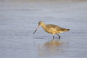Godwits Prints: Marbled Godwit (Limosa fedoa) adult