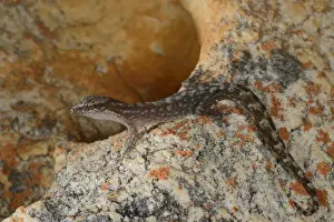 South Africa Prints: Marbled Leaf-toed Gecko (Afrogecko porphyreus) adult