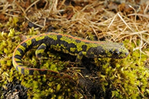 Terrestrial Prints: Marbled Newt (Triturus marmoratus) adult